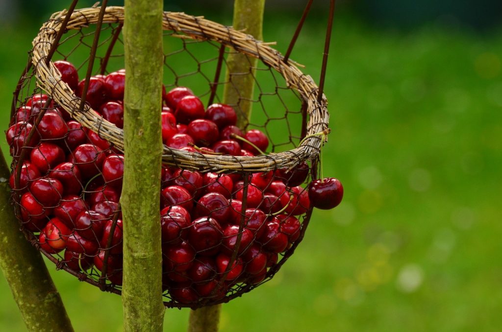 أكثر 100 طعام صحي! 9 فوائد الكرز